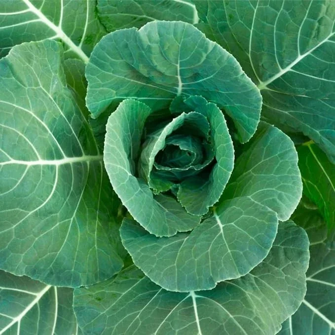 Georgia Southern Collard Seeds - 800+ Organic Non-GMO Vegetable Seeds - Image 1