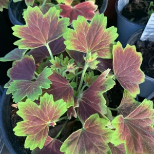 Geranium Vancouver Centennial Live Plant – 1 Gallon Pot – Outdoor - Image 3