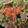 Geranium Vancouver Centennial Live Plant – 1 Gallon Pot – Outdoor - Image 1