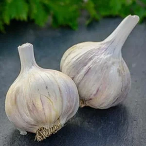 German Red Garlic Seeds - NON-GMO, Healthy, Fast Growing, Perennial, Indoor/Outdoor - Image 2