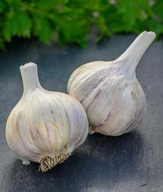 German Red Garlic Seeds - NON-GMO, Healthy, Fast Growing, Perennial, Indoor/Outdoor - Image 2