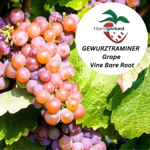 Gewurztraminer Grapevine – 1 Bare Root Live Plant – Aromatic White Wine Grape – Outdoor - Image 1