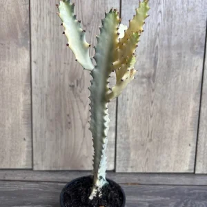 Ghost Cactus White Variegated Euphorbia Lactea Live Plant 4