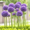 Giant Allium Gladiator Bulbs - Purple Ornamental Flowers - 32-36" Tall - Image 1