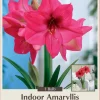 Giant Bright Pink Amaryllis Bulb – 32/34cm – Large Flowering Bulb - Image 1
