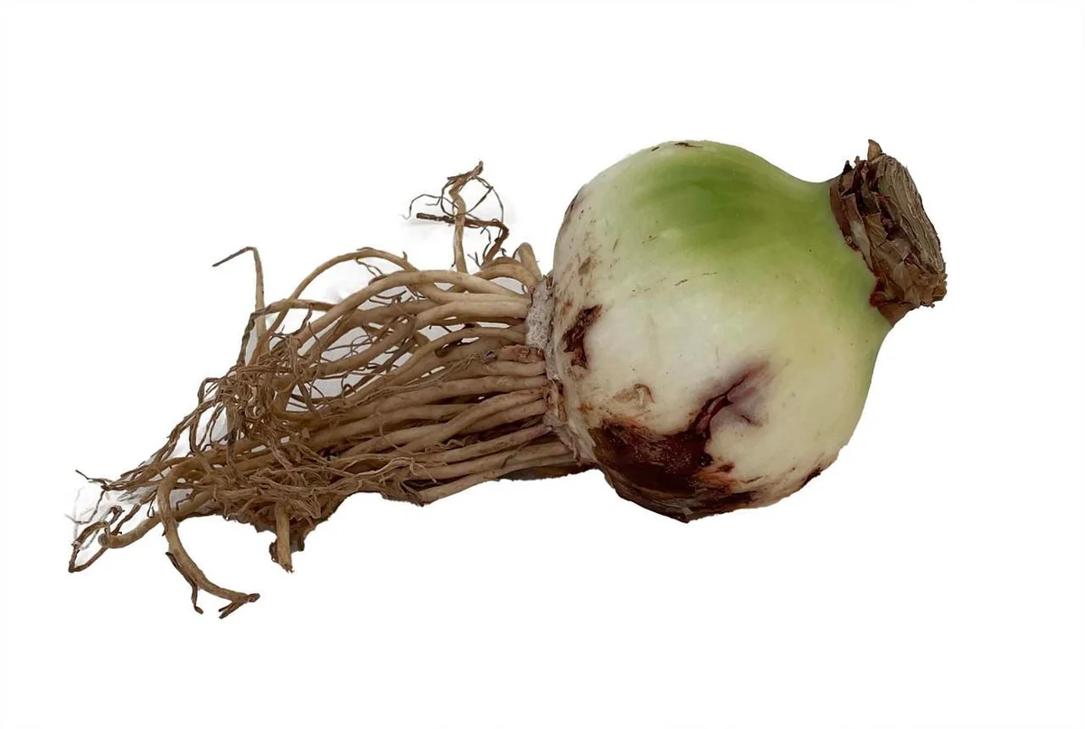 Giant Bright Pink Amaryllis Bulb – 32/34cm – Large Flowering Bulb - Image 2