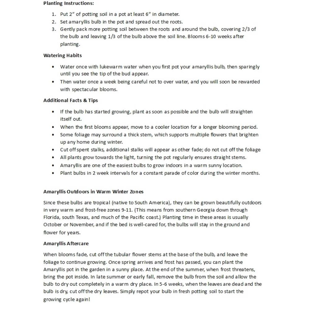 Giant Bright Pink Amaryllis Bulb – 32/34cm – Large Flowering Bulb - Image 4