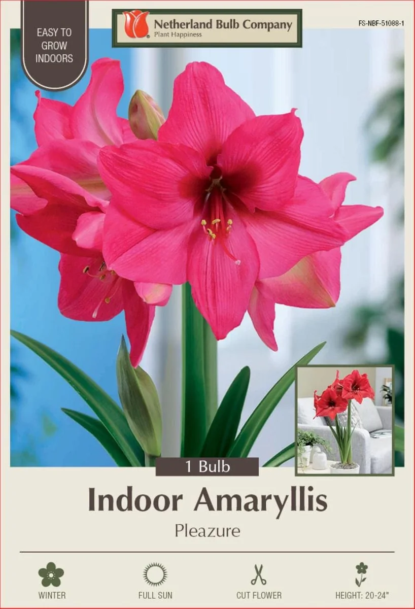 Giant Bright Pink Amaryllis Bulb – 32/34cm – Large Flowering Bulb - Image 1