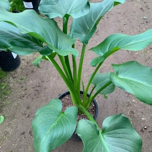 Giant Calla Lily (Zantedeschia) Live Plant – 1 ft Tall – 1 Gallon Pot – Outdoor/Indoor - Image 2