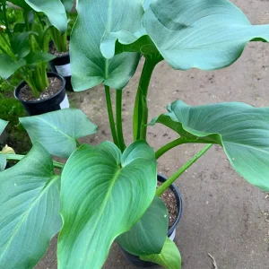 Giant Calla Lily (Zantedeschia) Live Plant – 1 ft Tall – 1 Gallon Pot – Outdoor/Indoor - Image 3