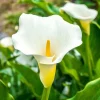Giant Calla Lily (Zantedeschia) Live Plant – 1 ft Tall – 1 Gallon Pot – Outdoor/Indoor - Image 1