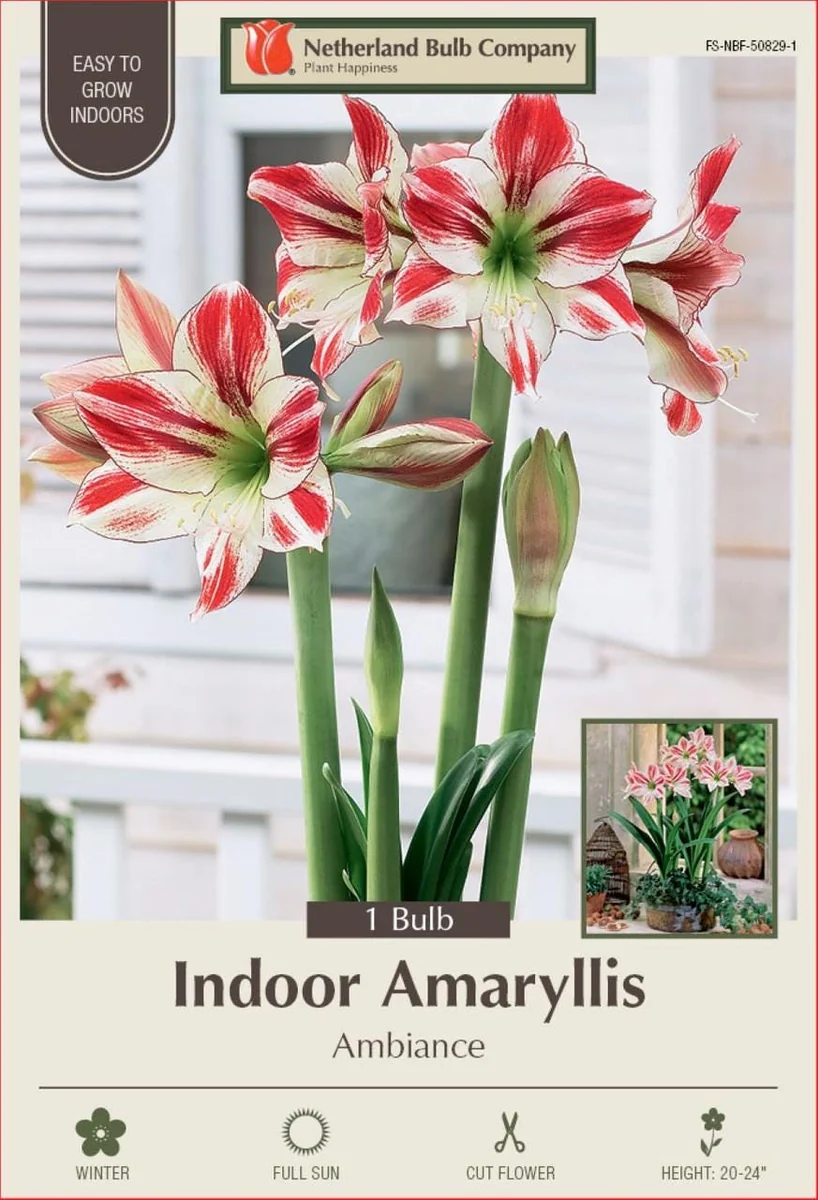 Giant Dutch Amaryllis Bulb - 32/34 cm - Red & White Striated Flowers - One Bulb - Image 1