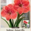 Giant Dutch Amaryllis Bulb - Magic Touch - 32/34cm Bulb - One Bulb - Indoor/Outdoor - Image 1
