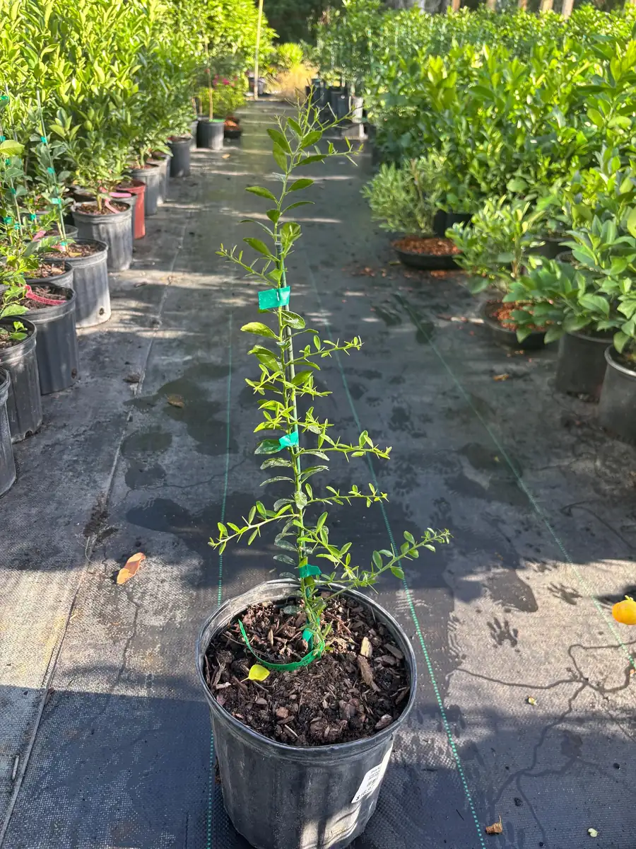 Giant Finger Lime Tree Live Plant – Grafted – 3 Gallon Pot – 1-2 ft Tall - Image 4