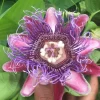 Giant Granadilla Live Plant - Passiflora quadrangularis - 6-10 inch Tall - Image 1