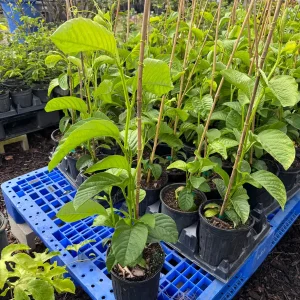 Giant Granadilla Passion Fruit Vine Live Plant – 3 Gallon Pot, 2-3 Feet Tall, Outdoor Edible Fruit - Image 2