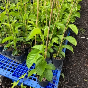 Giant Granadilla Passion Fruit Vine Live Plant – 3 Gallon Pot, 2-3 Feet Tall, Outdoor Edible Fruit - Image 4