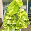 Giant Hawaiian Pothos Live Plant – 2 inch Pot – Indoor Houseplant - Image 1