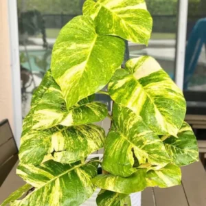 Giant Hawaiian Pothos Live Plant – 2 inch Pot – Indoor Houseplant - Image 1