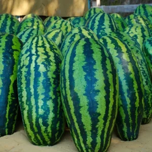 Giant Jubilee Watermelon Seeds - Heirloom Non-GMO Fruit Garden Seeds - Image 3