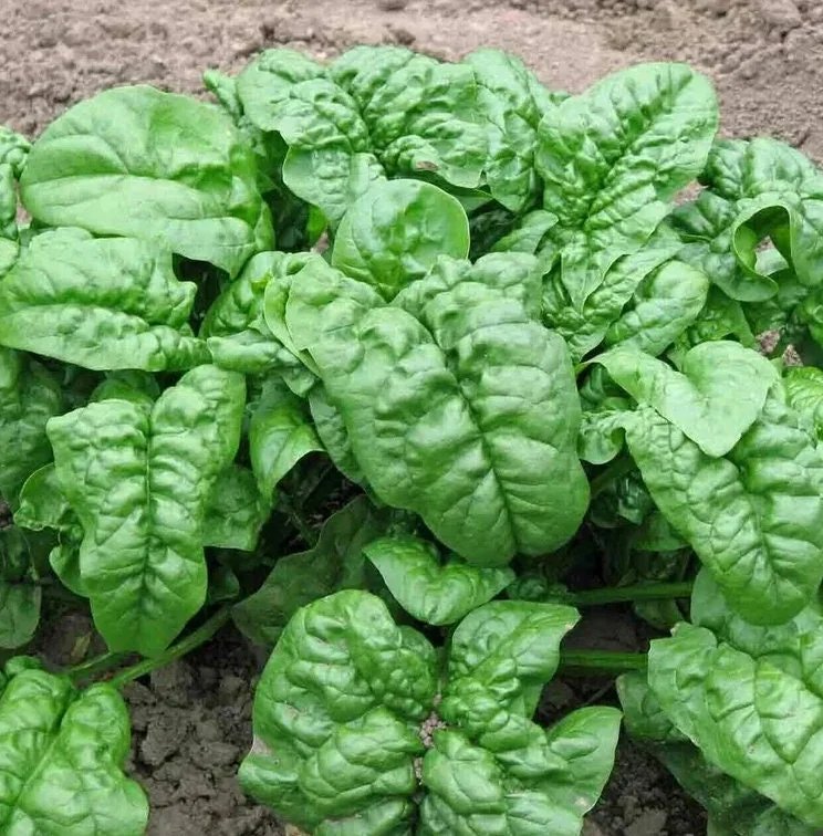 Giant Noble Spinach Seeds - Non-GMO Heirloom Vegetable Garden Seed - Image 2