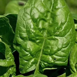 Giant Noble Spinach Seeds - Non-GMO Heirloom Vegetable Garden Seed - Image 3