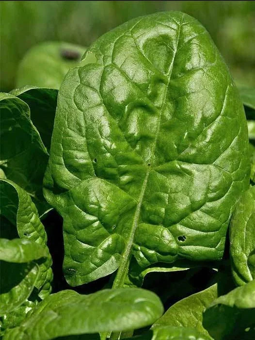 Giant Noble Spinach Seeds - Non-GMO Heirloom Vegetable Garden Seed - Image 3