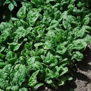 Giant Noble Spinach Seeds - Non-GMO Heirloom Vegetable Garden Seed - Image 1