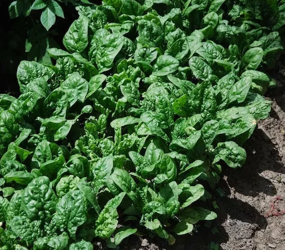 Giant Noble Spinach Seeds - Non-GMO Heirloom Vegetable Garden Seed - Image 1