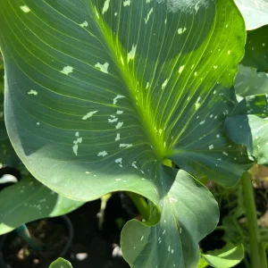 Giant White Calla Lily Live Plant - Zantedeschia Aethiopica - 1 ft Tall, 1 Gallon Pot - Image 2