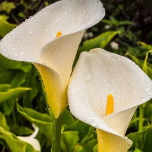 Giant White Calla Lily Live Plant - Zantedeschia Aethiopica - 1 ft Tall, 1 Gallon Pot - Image 1