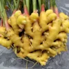 Ginger Rhizomes for Planting & Culinary Use - Edible Zingiber officinale - Image 1