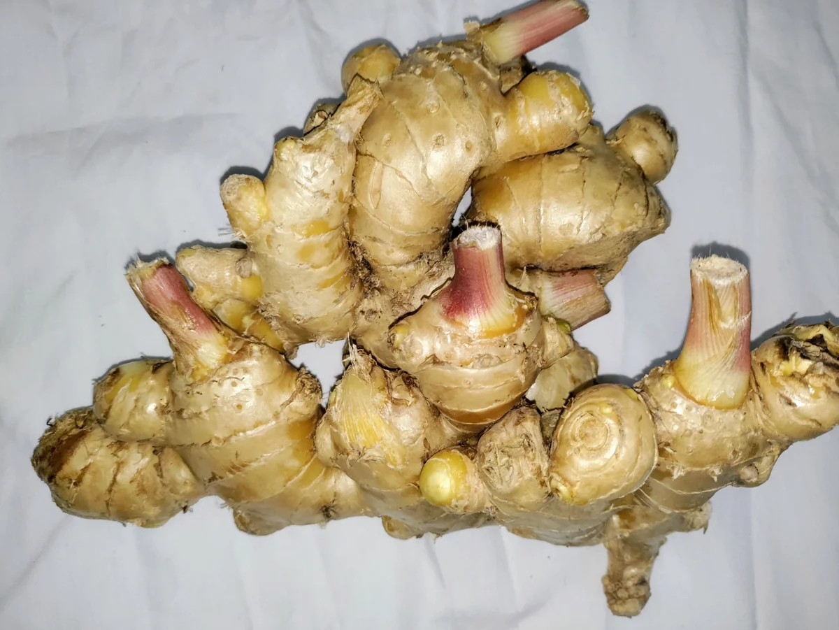 Ginger Rhizomes for Planting & Culinary Use - Edible Zingiber officinale - Image 2