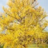 Ginkgo Biloba Live Plant - Maidenhair Tree, Quart Pot, Outdoor - Image 1