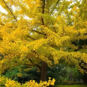 Ginkgo Biloba Live Plant - Maidenhair Tree, Quart Pot, Outdoor - Image 3
