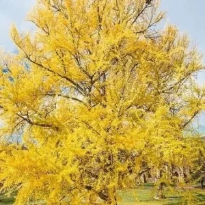 Ginkgo Biloba Live Plant - Maidenhair Tree, Quart Pot, Outdoor - Image 1