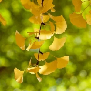 Ginkgo Biloba Live Plant - Maidenhair Tree, Quart Pot, Outdoor - Image 4