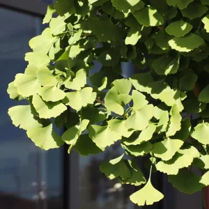 Ginkgo Biloba Live Plant - Quart Pot - Hardy Ornamental Shade Tree - Outdoor - Image 10