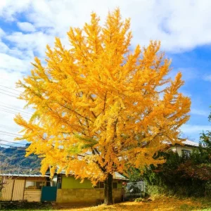 Ginkgo Biloba Live Plant - Quart Pot - Hardy Ornamental Shade Tree - Outdoor - Image 2