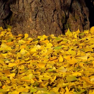 Ginkgo Biloba Live Plant - Quart Pot - Hardy Ornamental Shade Tree - Outdoor - Image 4