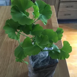 Ginkgo Biloba Live Plant - Quart Pot - Hardy Ornamental Shade Tree - Outdoor - Image 5