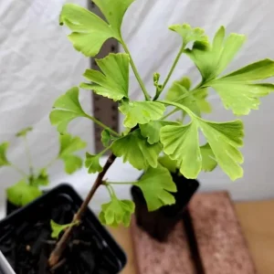 Ginkgo Biloba Live Plant - Quart Pot - Hardy Ornamental Shade Tree - Outdoor - Image 6