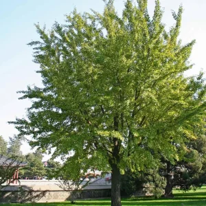 Ginkgo Biloba Live Plant - Quart Pot - Hardy Ornamental Shade Tree - Outdoor - Image 7