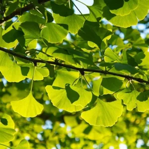 Ginkgo Biloba Live Plant - Quart Pot - Hardy Ornamental Shade Tree - Outdoor - Image 9