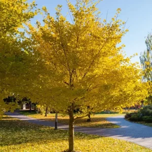 Ginkgo Biloba Live Plant - Quart Pot - Hardy Ornamental Shade Tree - Outdoor - Image 1