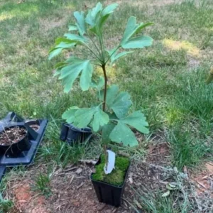 Ginkgo Biloba Live Tree 6-12 inch Tall, 1 Quart Pot, Deciduous Outdoor Plant - Image 10