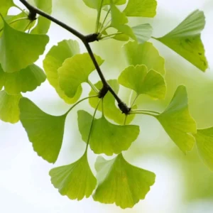 Ginkgo Biloba Live Tree 6-12 inch Tall, 1 Quart Pot, Deciduous Outdoor Plant - Image 4