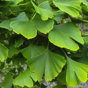 Ginkgo Biloba Live Tree 6-12 inch Tall, 1 Quart Pot, Deciduous Outdoor Plant - Image 5
