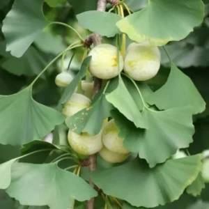 Ginkgo Biloba Live Tree 6-12 inch Tall, 1 Quart Pot, Deciduous Outdoor Plant - Image 6