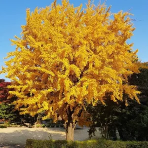 Ginkgo Biloba Live Tree 6-12 inch Tall, 1 Quart Pot, Deciduous Outdoor Plant - Image 8